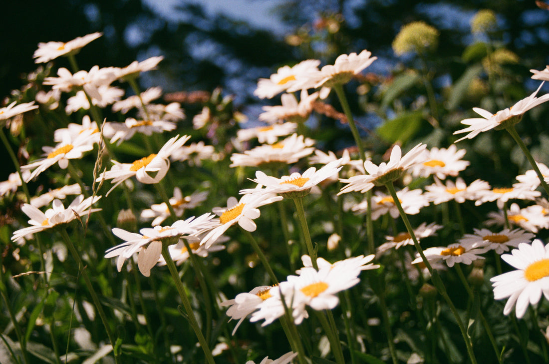 Blooming Beauty: Fresh Flowers for Every Occasion