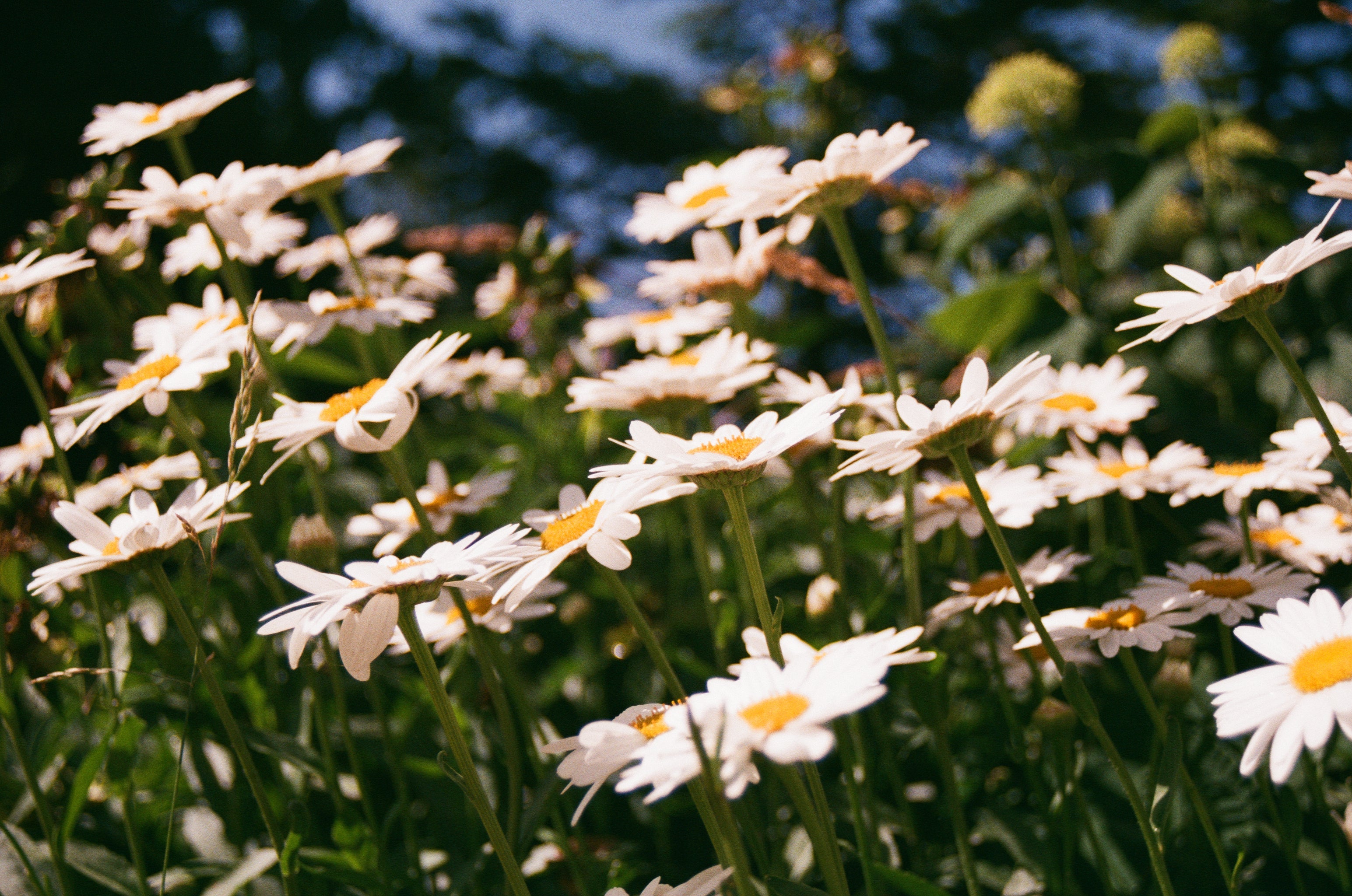 Blooming Beauty: Fresh Flowers for Every Occasion
